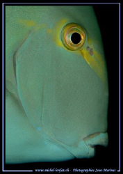 The Profil of an Ocean Surgeonfish... :O) ... by Michel Lonfat 